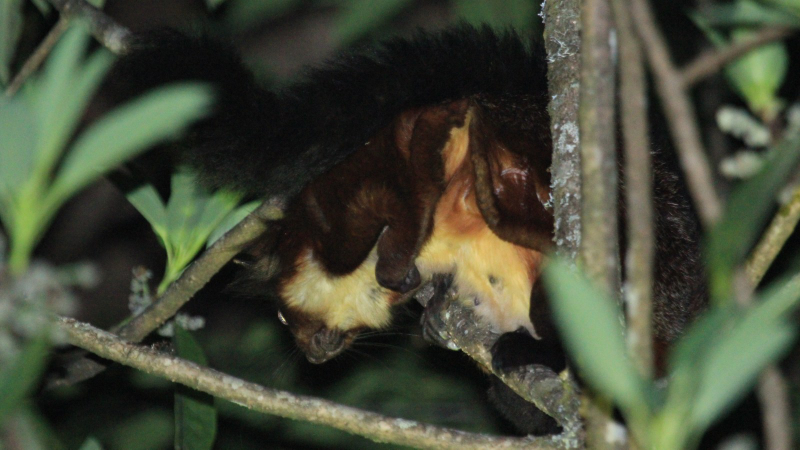 Illustration for article titled Adorable New Species of Flying Squirrel Discovered in China